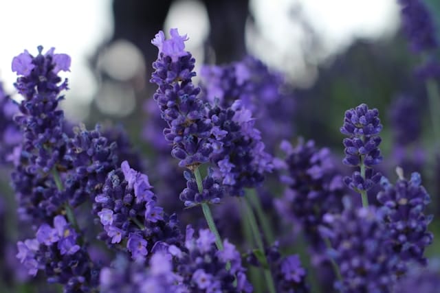 Lavender Benefits