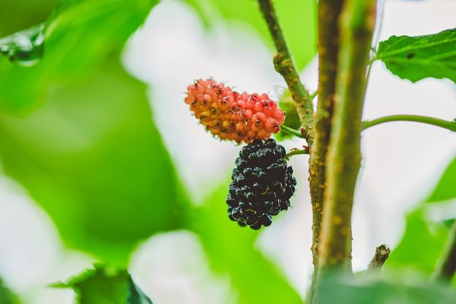 organic nutrition for beginners